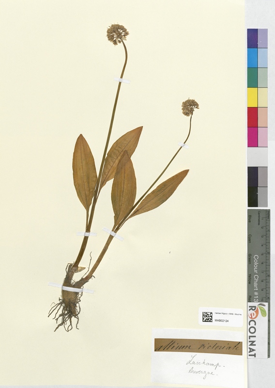 Allium victoriale (Amaryllidaceae)