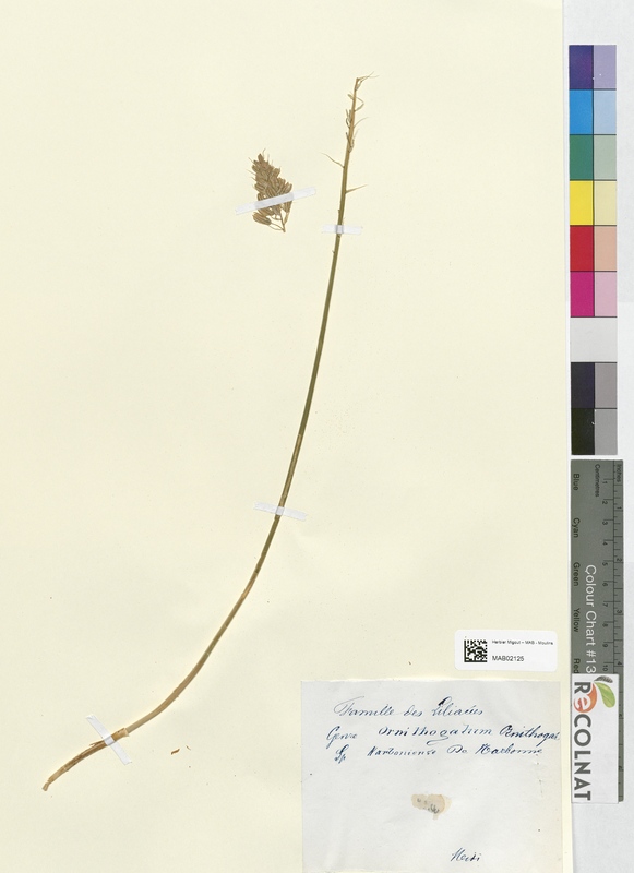 Ornithogalum narbonense (Asparagaceae)