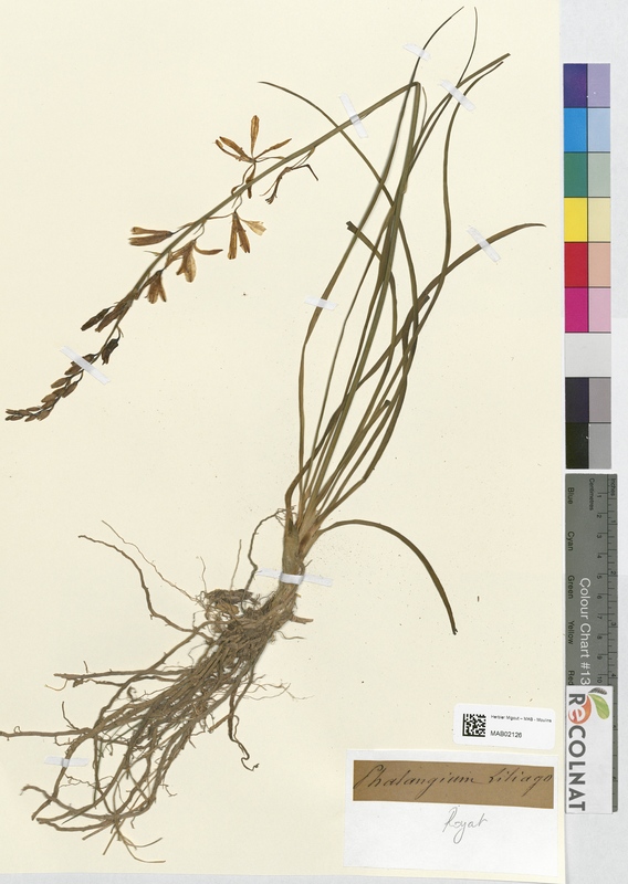 Phalangium liliago (Asparagaceae)