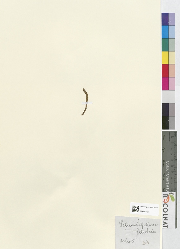 Salicornia fruticosa (Amaranthaceae)