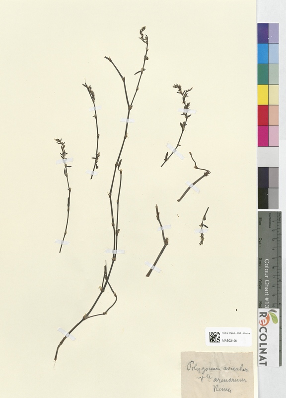 Polygonum aviculare (Polygonaceae)