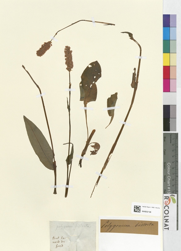 Polygonum bistorta (Polygonaceae)