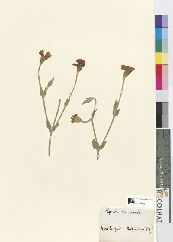 Lychnis coronaria (Caryophyllaceae)