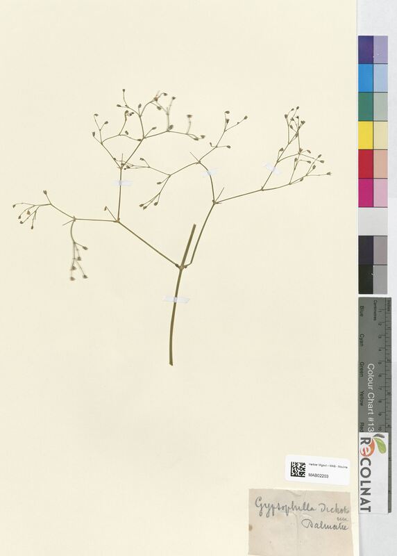 Cyptophila dichotonia (Caryophyllaceae)