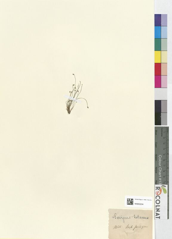 Scirpus setaceus (Cyperaceae)