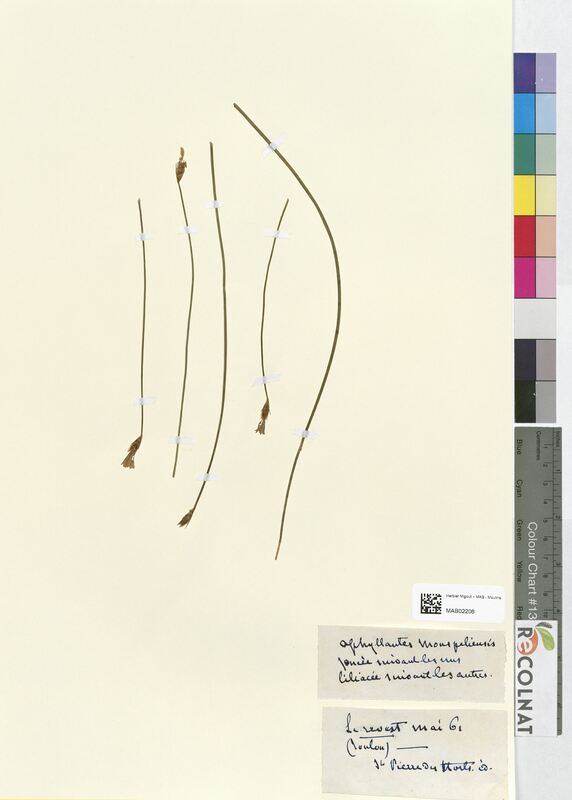 Aphyllanthes montpeliensis (Asparagaceae)