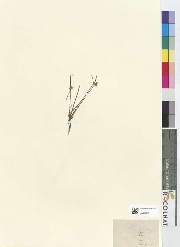 Cyperus flavescens (Cyperaceae)