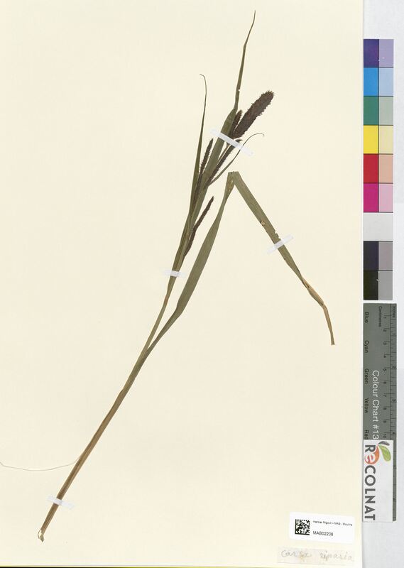 Carex riparia (Cyperaceae)