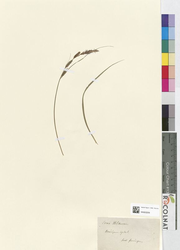 Carex wildenowi (Cyperaceae)