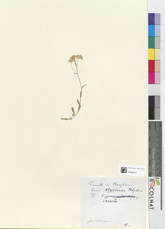 Alyssum saxatile (Brassicaceae)