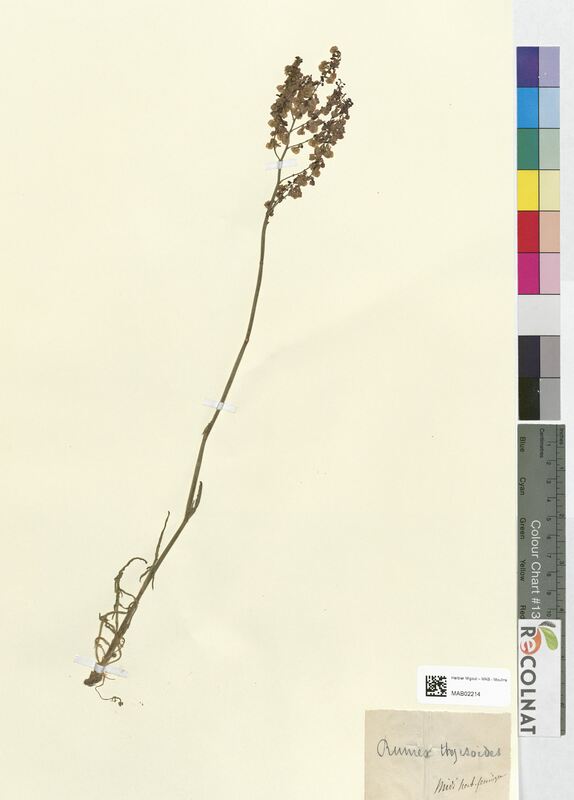 Rumex thyrsoideus (Polygonaceae)