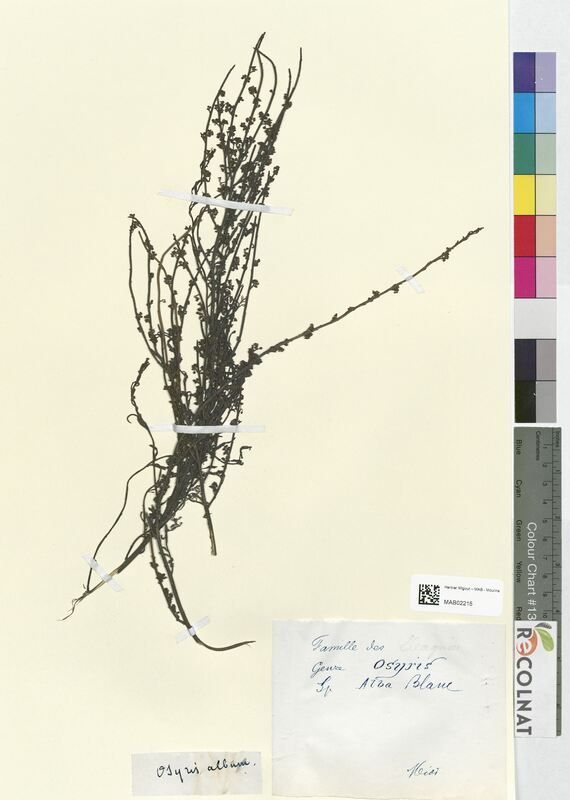 Osyris alba (Santalaceae)