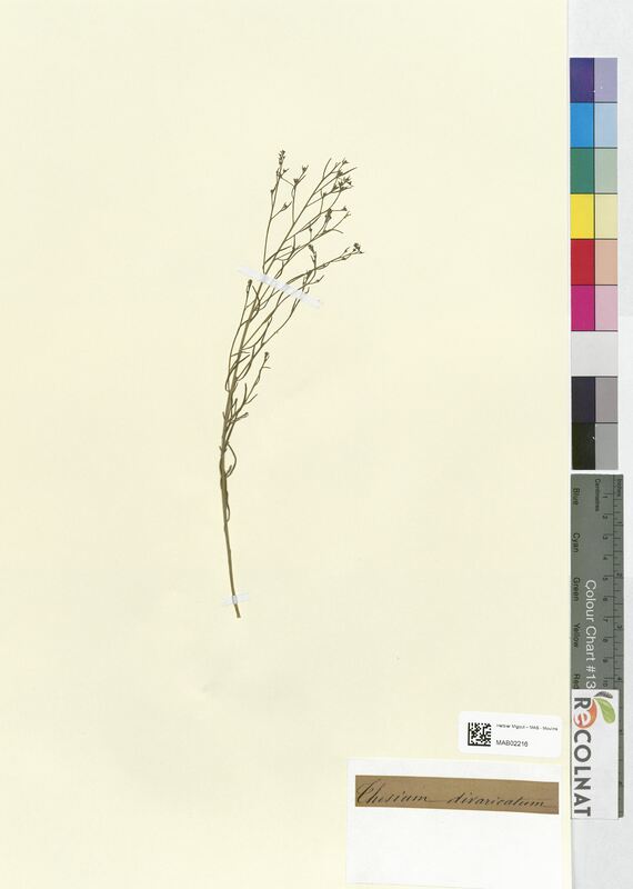 Thesum divaricatum (Santalaceae)