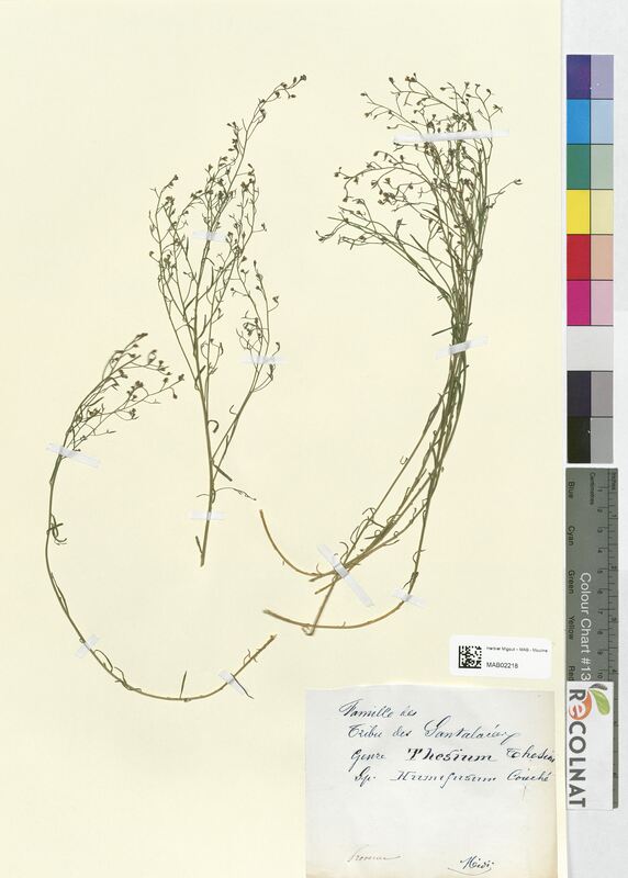 Thesium humifusum (Santalaceae)