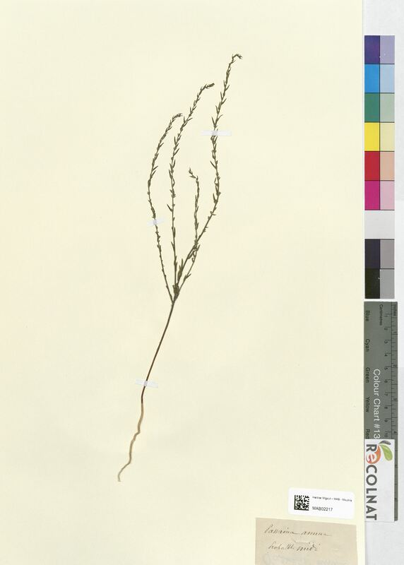 Passerina annua (Thymelaeaceae)