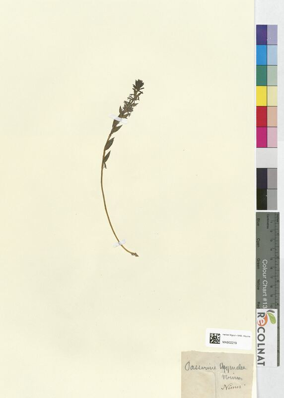 Passerina thymelea (Thymelaeaceae)