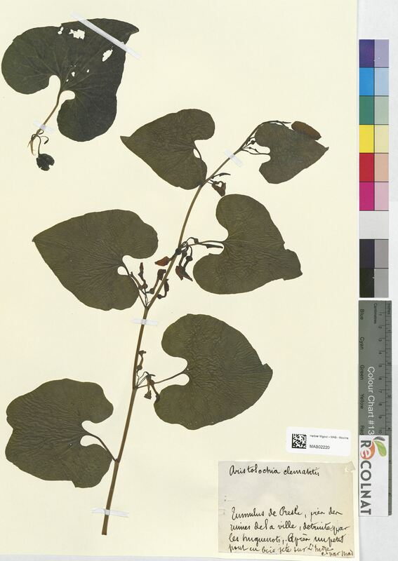 Aristolochia clematitis (Aristolochiaceae)