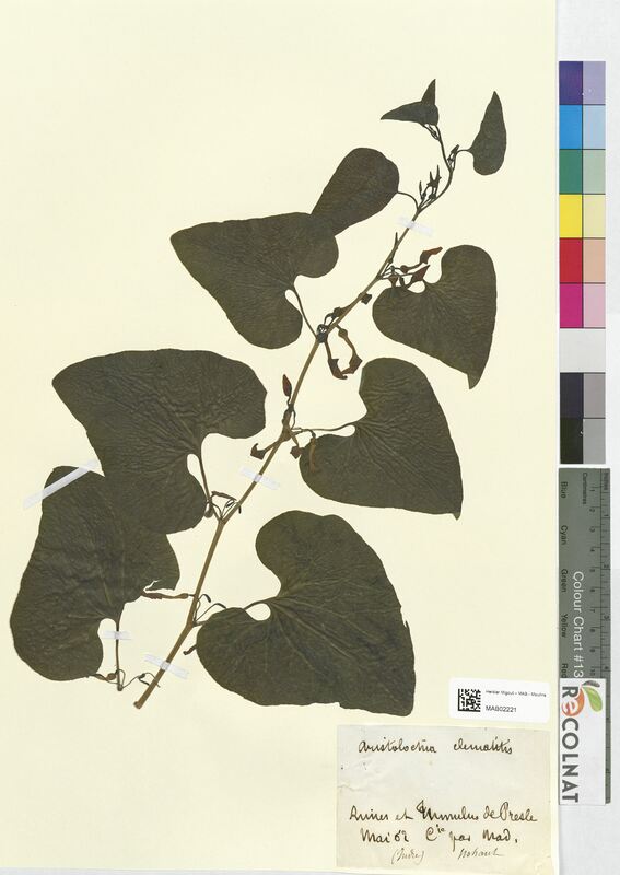 Aristolochia clematitis (Aristolochiaceae)