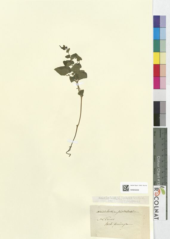 Aristolochia pistolochia (Aristolochiaceae)