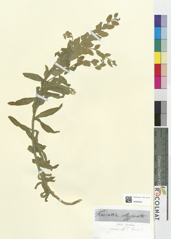 Farsetia clypeata (Brassicaceae)