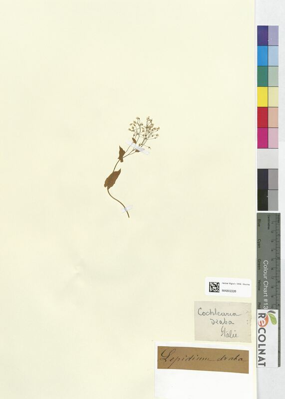 Lepidium draba (Brassicaceae)