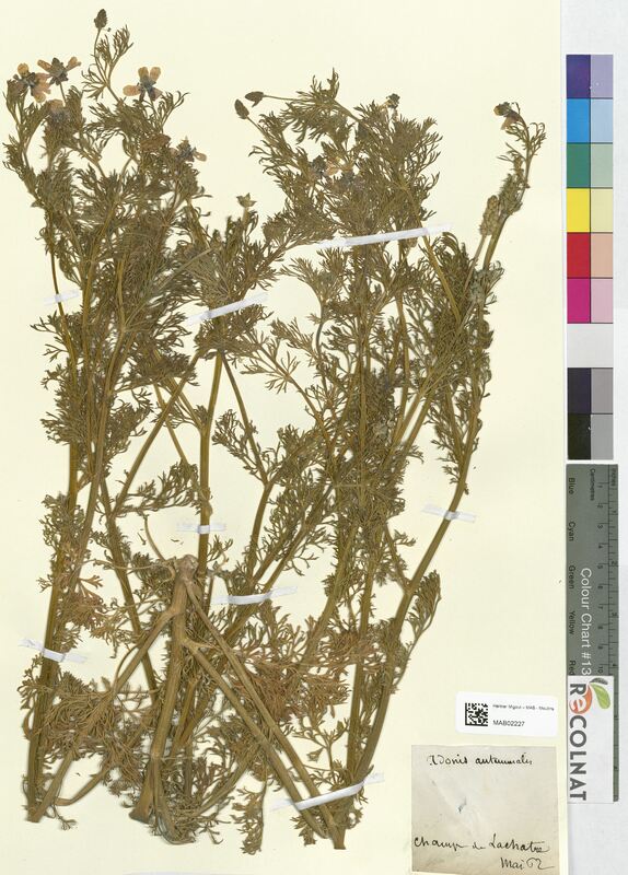 Adonis autumnalis (Ranunculaceae)