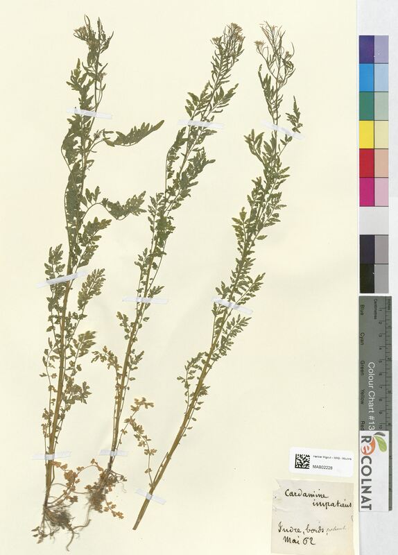 Cardamine impatiens (Bassicaceae)