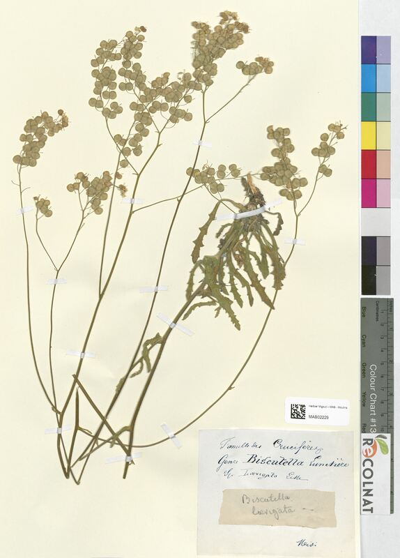 Biscutella laevigata (Bassicaceae)