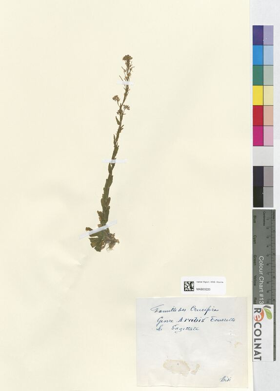 Arabis sagittata (Bassicaceae)