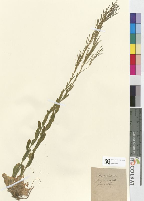 Arabis hirsuta (Bassicaceae)