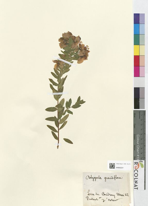 Polygala grandiflora (Polygalaceae)