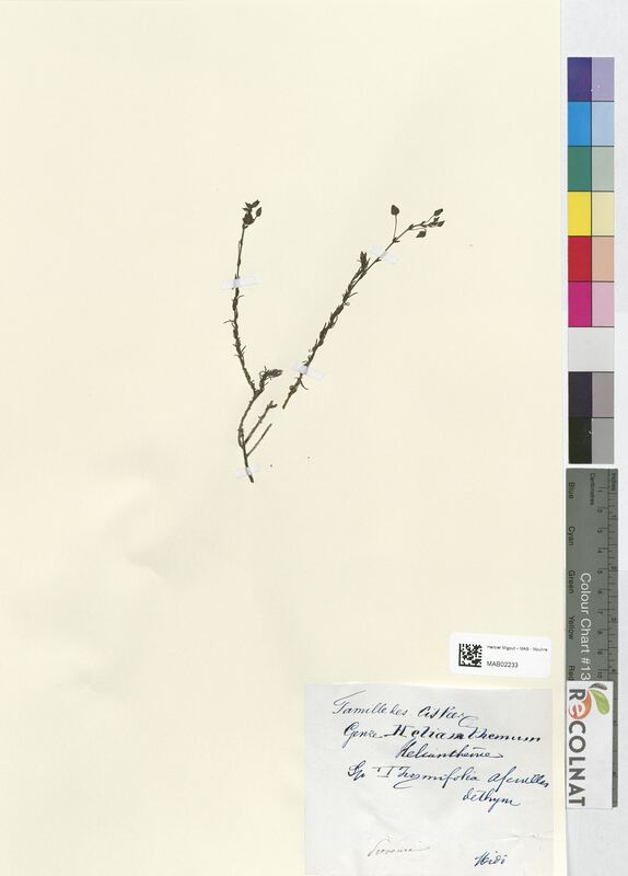 Helianthemum thymifolium (Cistaceae)