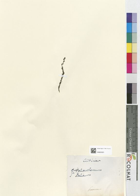 Helianthemum italicum (Cistaceae)