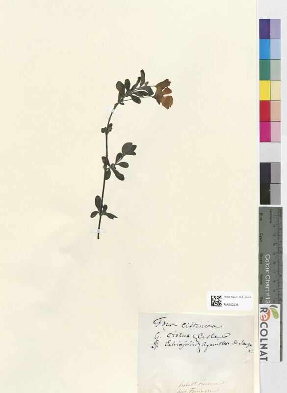 Cistus salviifolius (Cistaceae)