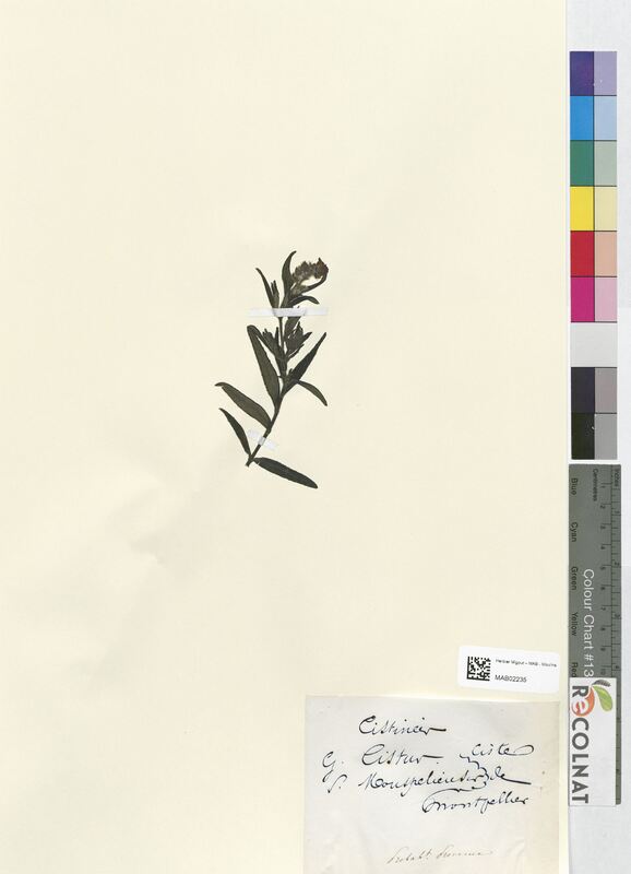 Cistus monspeliensis (Cistaceae)