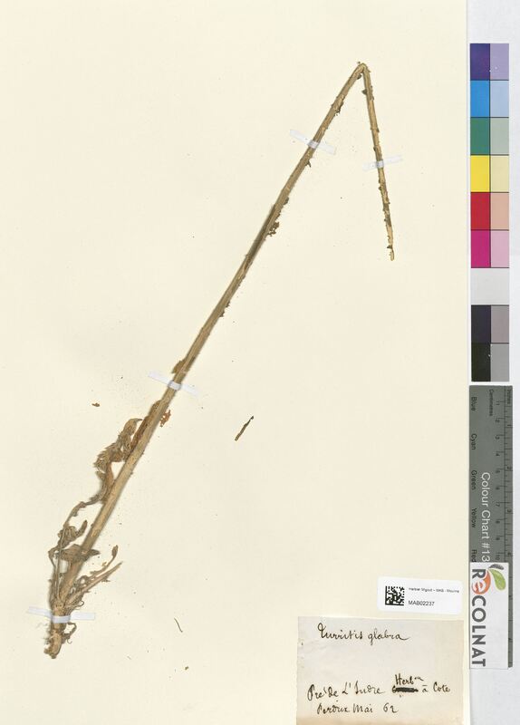 Turritis glabra (Brassicaceae)