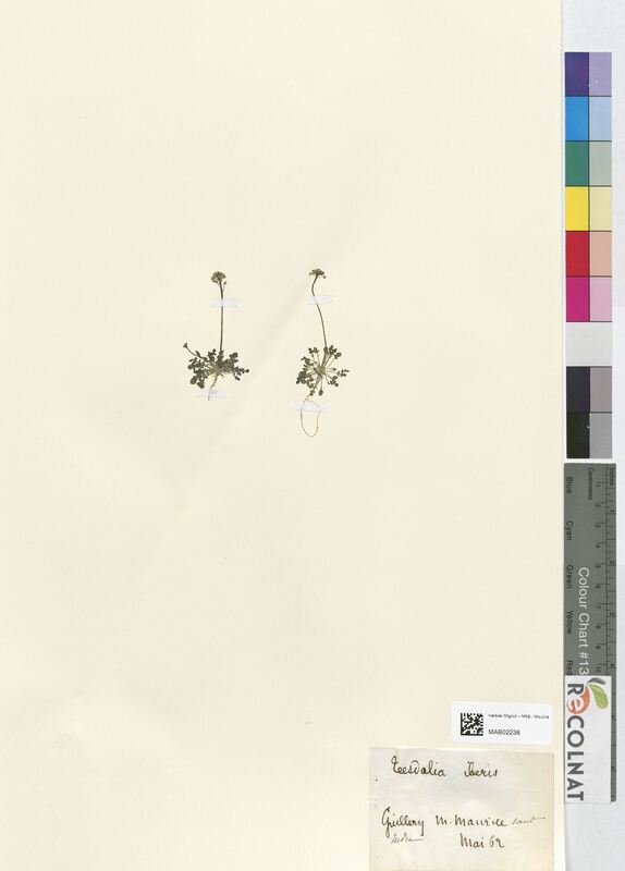 Teesdalia iberis (Brassicaceae)