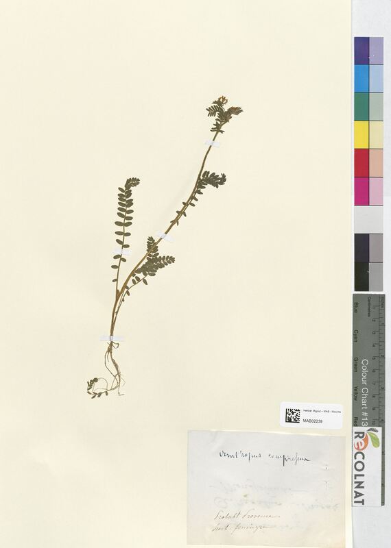 Ornithopus compressus (Fabaceae)