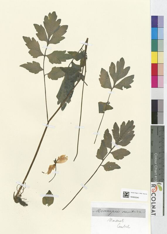 Meconopsis cambrica (Papaveraceae)