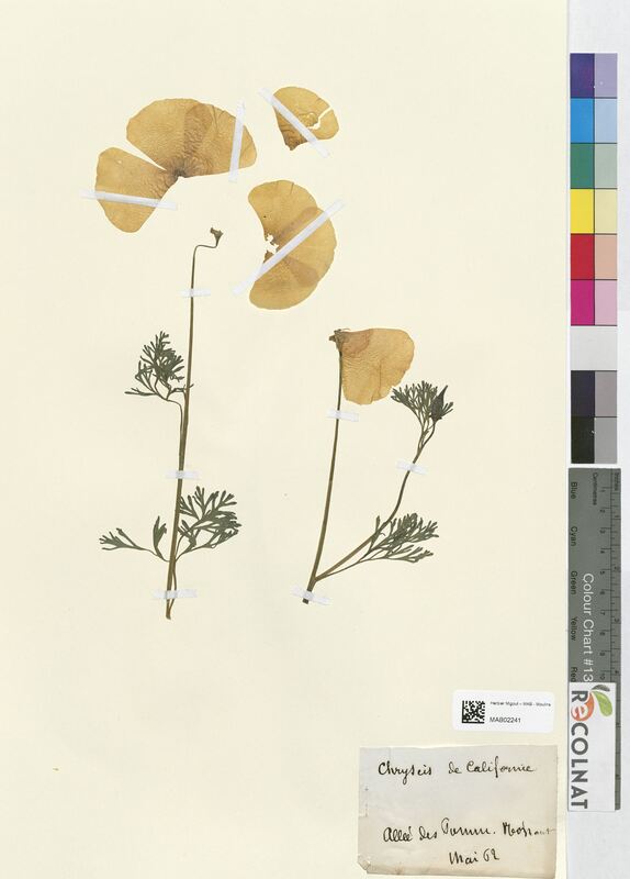 Chryseis californica (Papaveraceae)