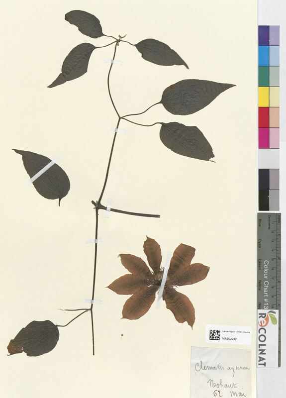 Clematis azurea (Ranunculaceae)