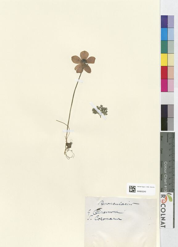 Anemone coronaria (Ranunculaceae)