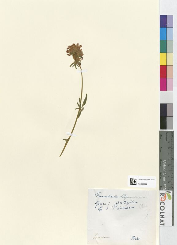 Anthyllis vulneraria (Fabaceae)