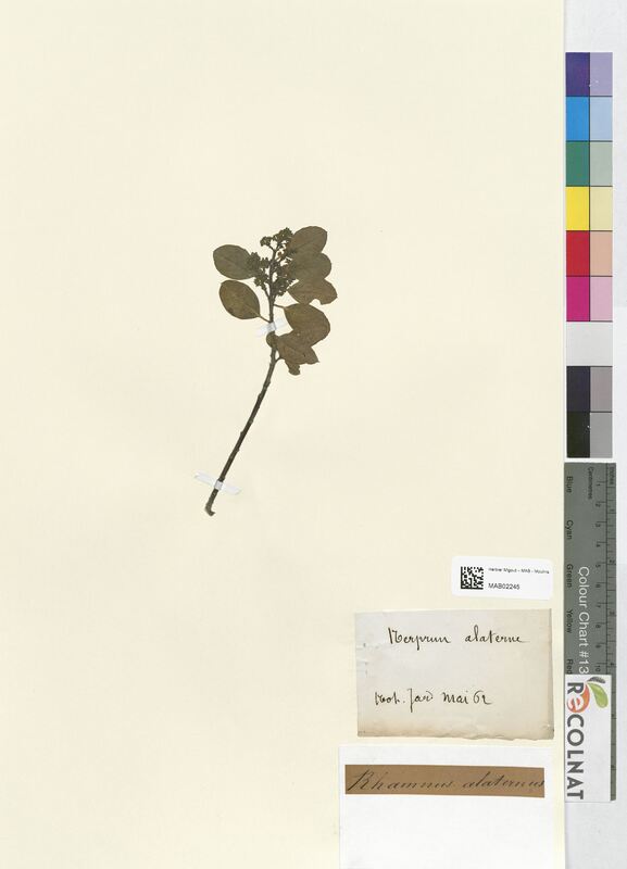 Rhamnus alaternus (Rhamnaceae)