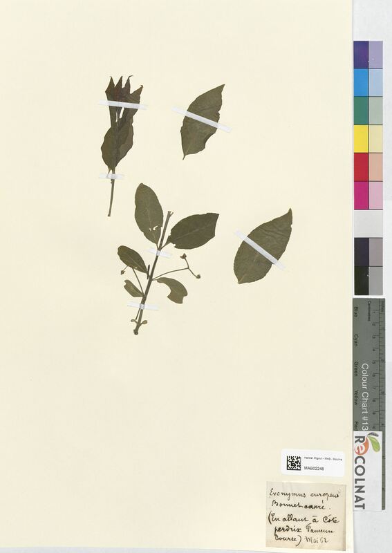 Euonymus europeus (Celastraceae)