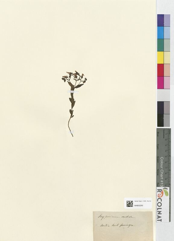 Hypericum australe (Hypericaceae)