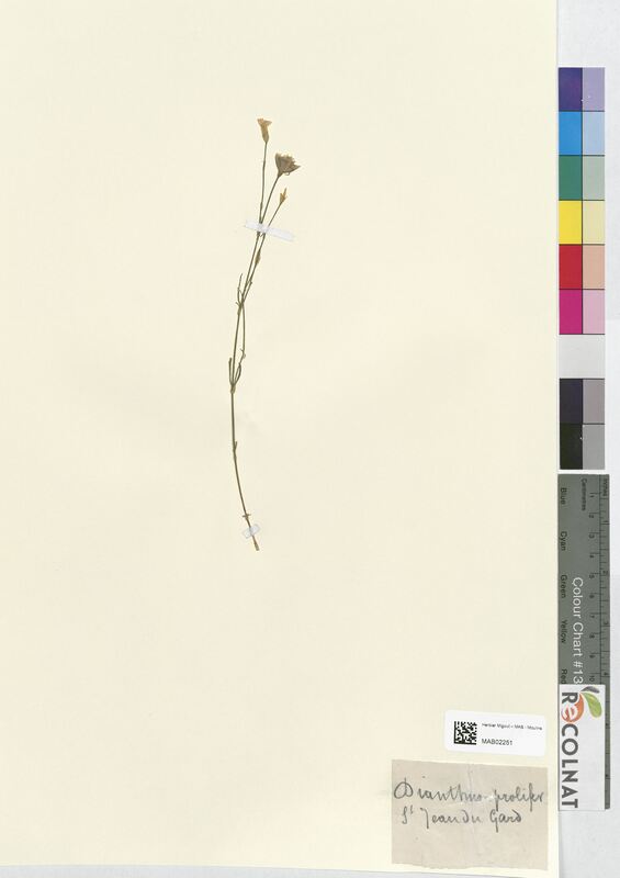 Dianthus prolifex (Caryophyllaceae)