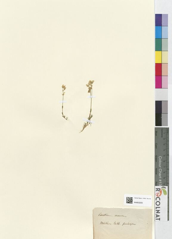 Cerastium arvense (Caryophyllaceae)