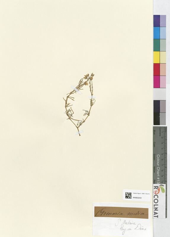 Arenaria media (Caryophyllaceae)