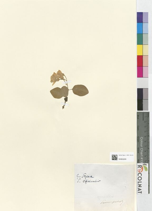Styrax officinalis (Styracaceae)